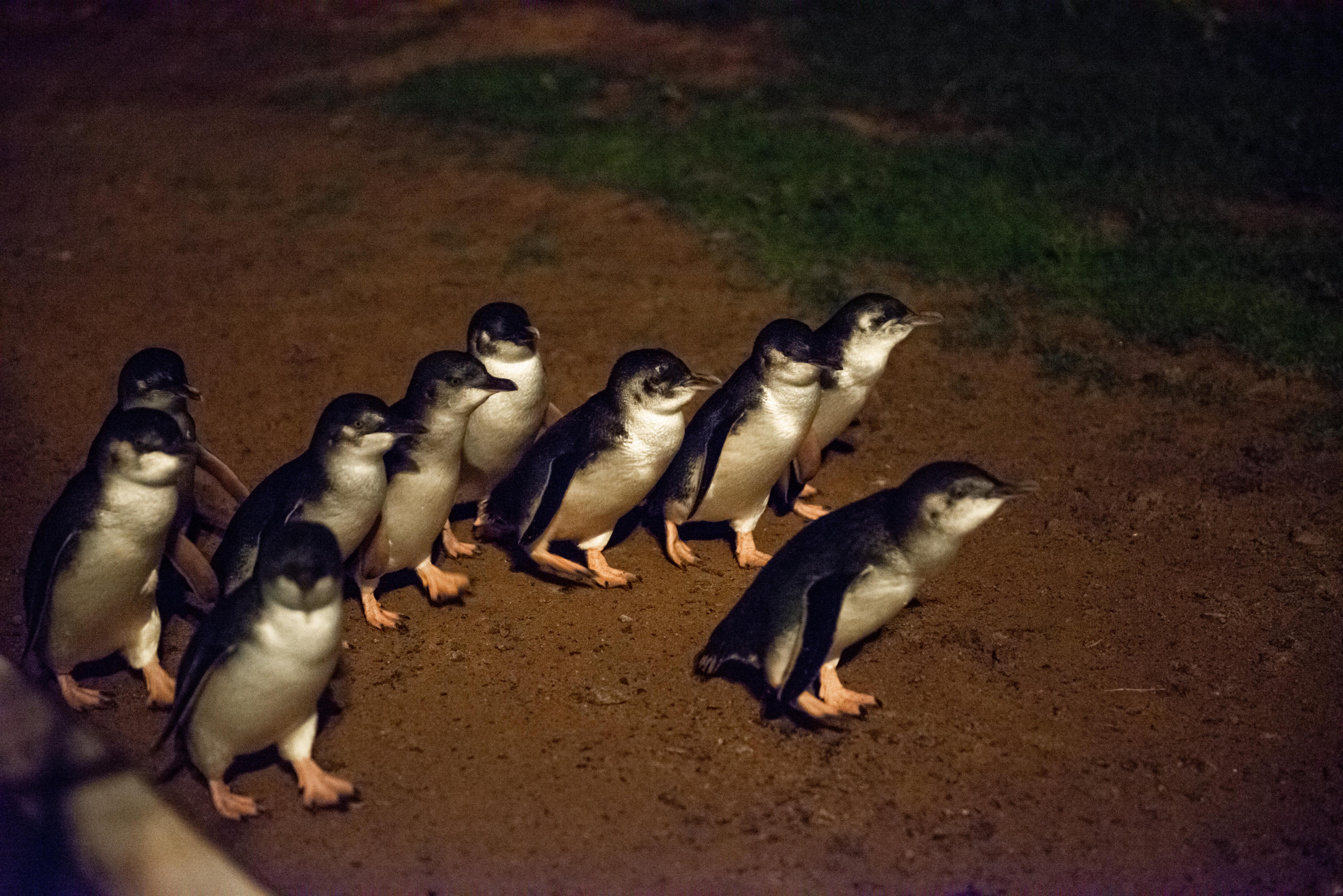 Witness the charming parade of little penguins as they waddle home at sunset creating unforgettable memories on Phillip Island's picturesque shores surrounded by unique Australian wildlife.