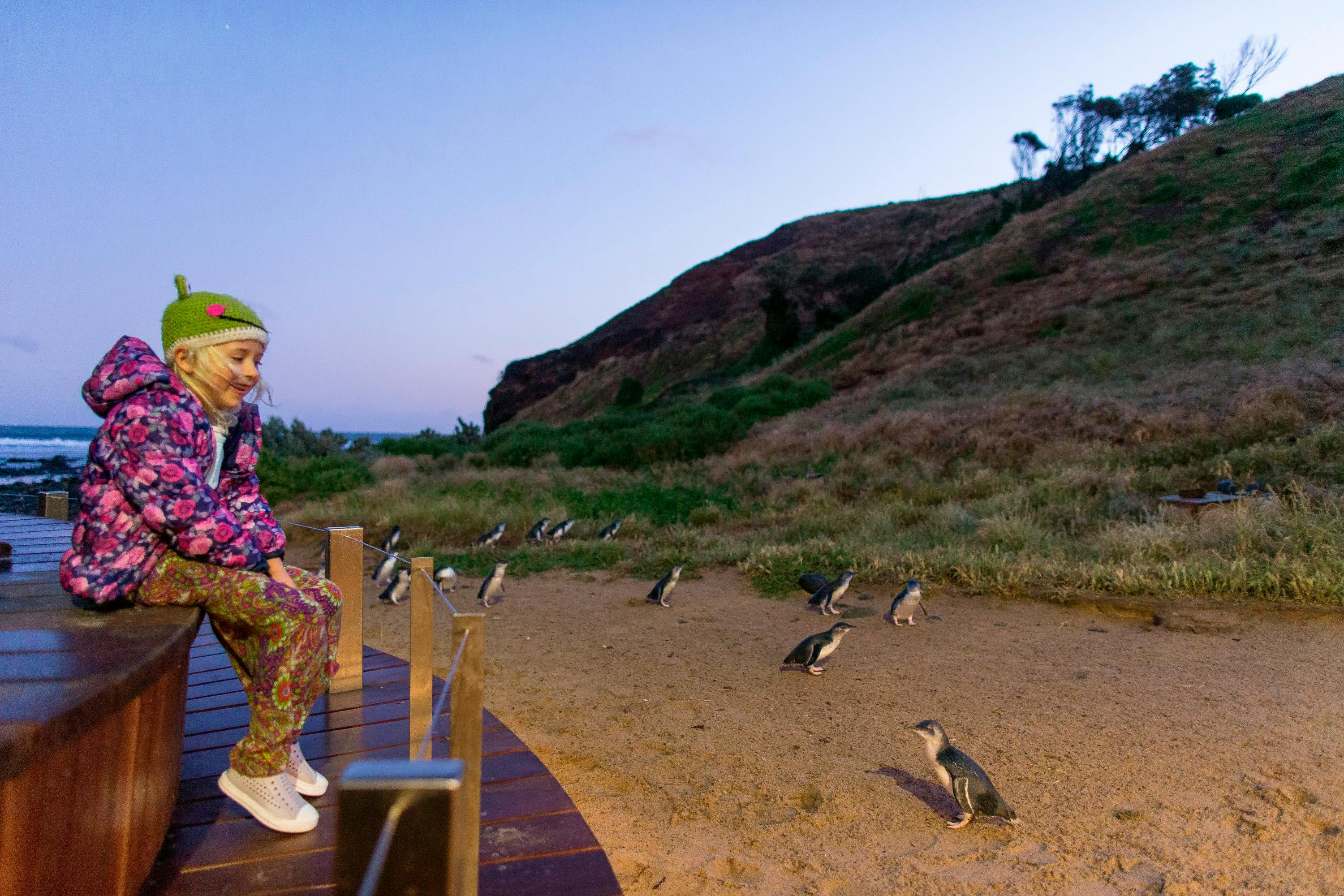 Phillip Island: Penguin Parade Ticket - Penguins Premium - Photo 1 of 10
