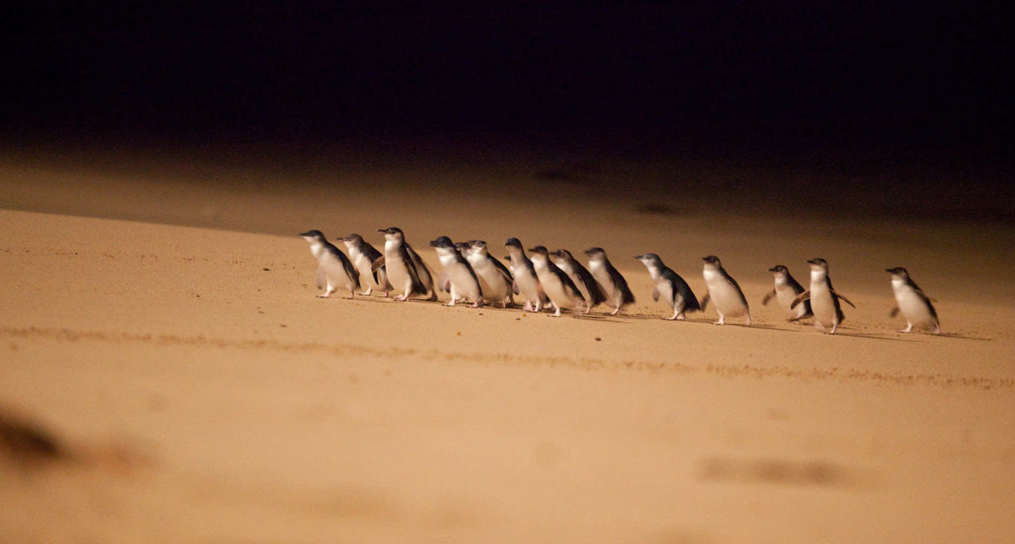 Phillip Island Penguins Express Tour in Melbourne | Pelago