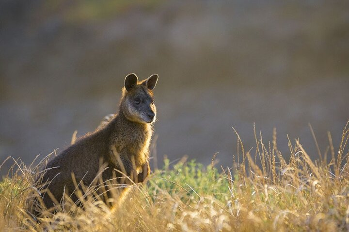 Wallaby in the Wild