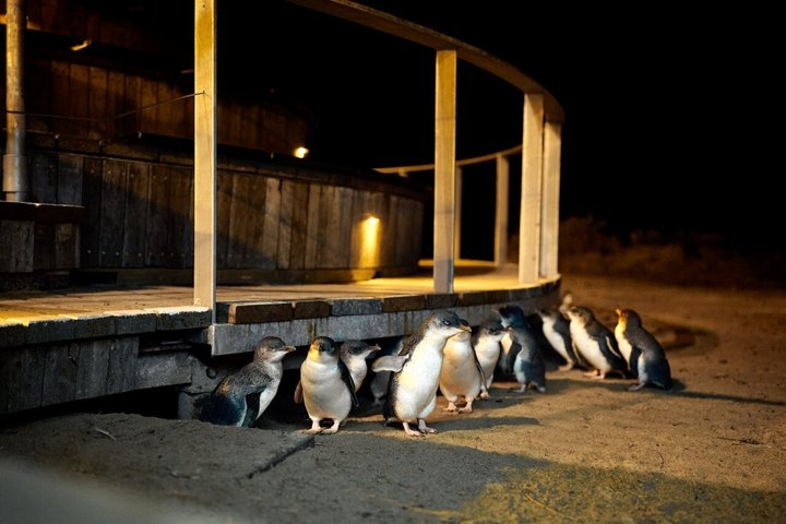 Phillip Island Penguins, Wine & Feast Premium Tour from Melbourne - Photo 1 of 25