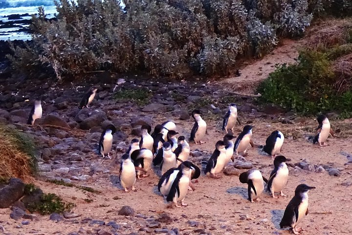 Witness the adorable penguins as they waddle across the sandy beach a delightful highlight of Phillip Island's natural beauty and unique wildlife encounters. Perfect for nature enthusiasts and adventure seekers.
