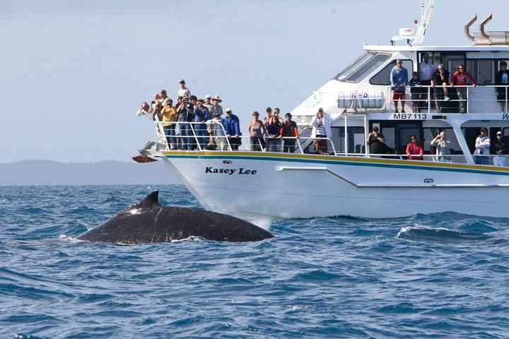 Phillip Island Whale Watching Tour - Photo 1 of 8