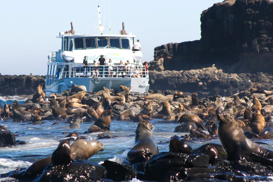 Phillip Island Wildlife Cruise and Penguins Tour with Penguin Plus - Photo 1 of 12