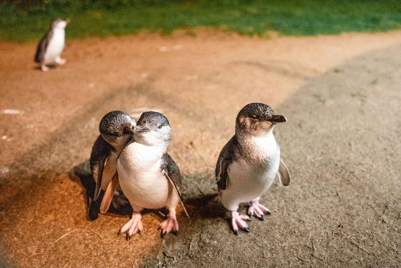Phillip Island Wine and Penguin Tour with Penguin Plus - Photo 1 of 15