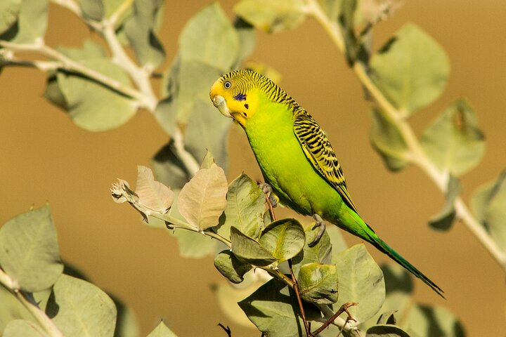 Budgerigar
