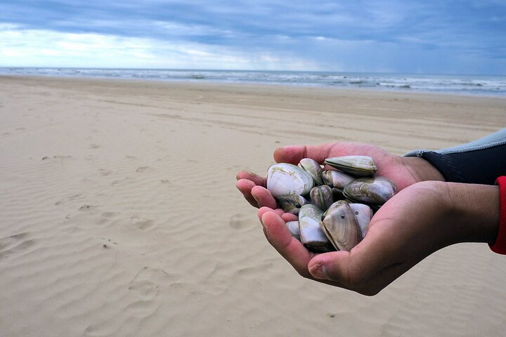 Pipi Catching and Cooking Experience in Goolwa - Photo 1 of 9