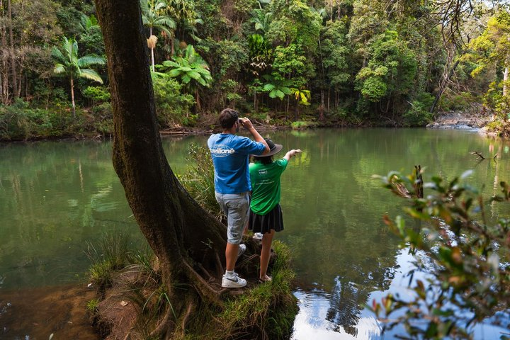 Airlie Beach: Small Group Eungella Wild Platypus Encounter - Photo 1 of 25