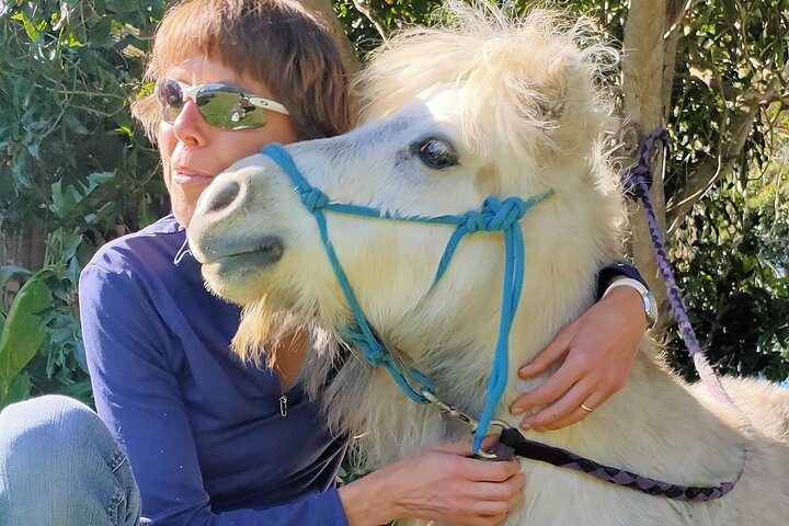 Experience a Pony Walking Adventure in Sydney fostering connections with curious ponies while exploring the countryside perfect for animal lovers and those seeking a unique outdoor experience.