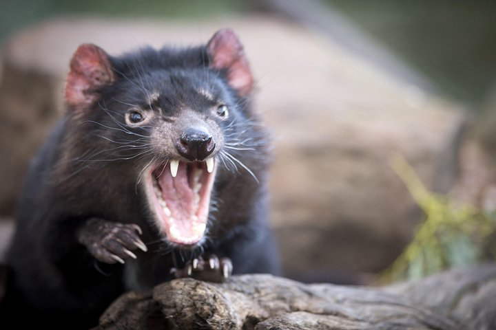 Tasmanian Devil Feeding - Unzoo