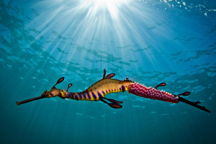 Explore the breathtaking underwater realm of Port Phillip Bay where unique weedy sea dragons glide gracefully offering an unforgettable snorkeling experience amongst stunning marine life.