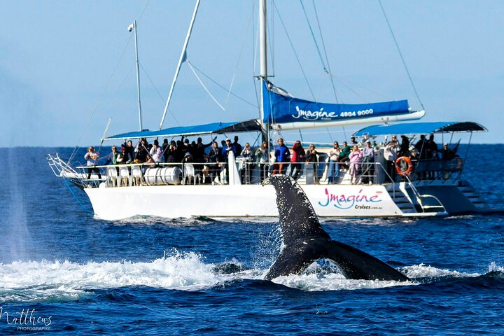 Port Stephens 3 Hour Whale and Dolphin Watch Cruise - Photo 1 of 21