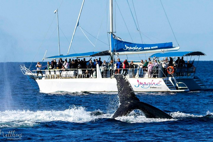 Port Stephens 3 Hour Whale and Dolphin Watch Cruise - Photo 1 of 21
