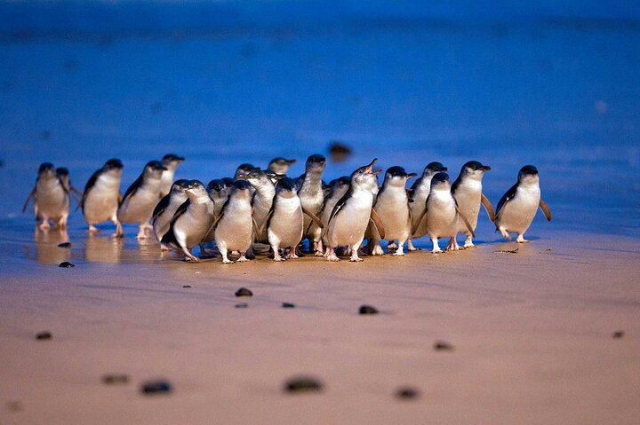 Watch as fairy penguins waddle along the sandy shores of Philip Island a delightful encounter showcasing Australia’s unique wildlife in a breathtaking coastal setting. Enjoy the charm of nature up close.