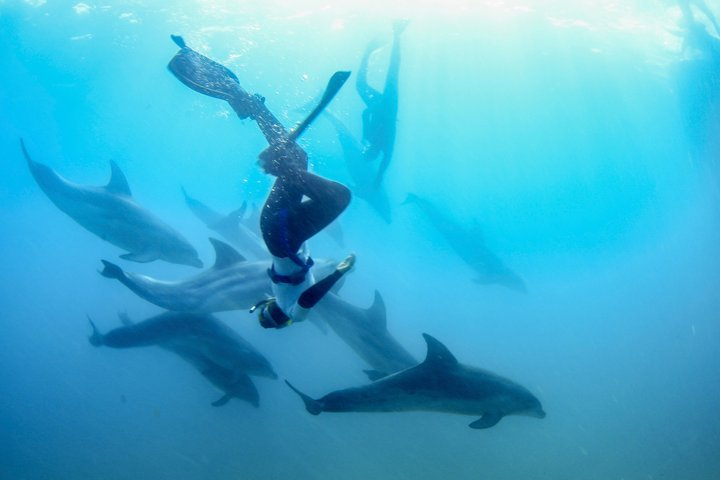 Dolphins, Seals and Hot Springs Experience Mornington Peninsula - Photo 1 of 16
