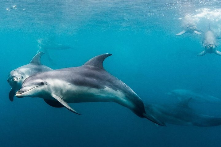 Experience the joy of swimming alongside playful dolphins and spirited seals in the pristine waters of Mornington Peninsula with your own private boat and up to 19 friends for an unforgettable adventure.
