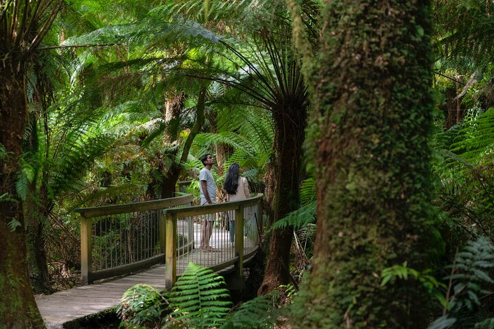 Discover the lush greenery of Great Otway National Park on your private journey where towering trees and serene trails invite relaxation and exploration amidst nature's beauty.