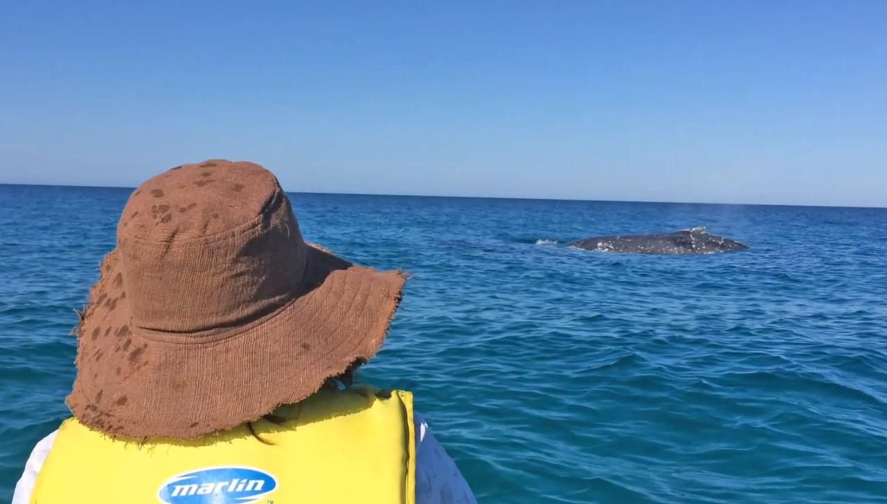 Noosa: Epic Private Whale Watching Tour Ocean Kayaking Double Island Point - Photo 1 of 20