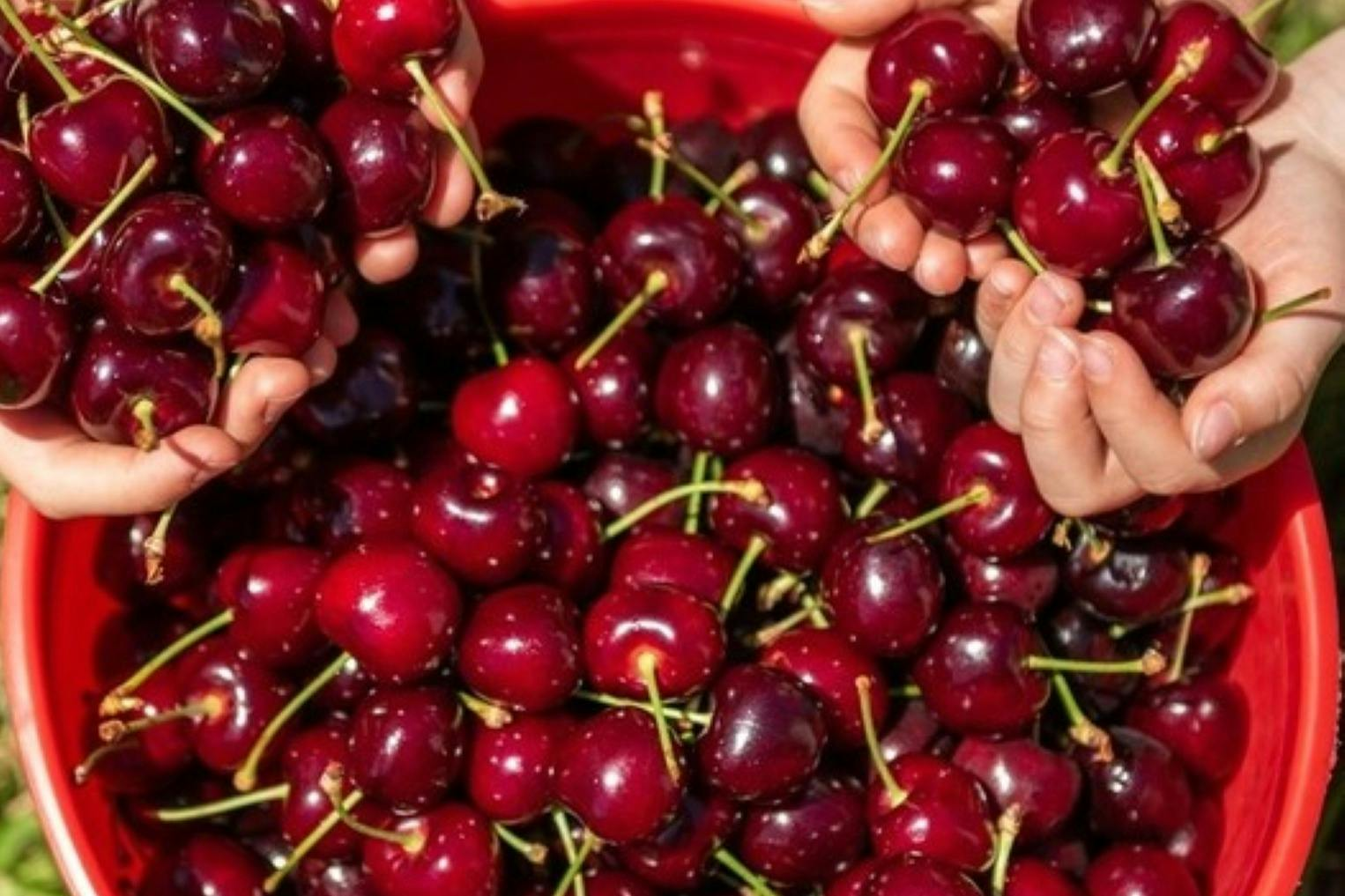 Melbourne: Puffing Billy Steam Train Ride + Cherry Picking & Chocolate Tasting - Photo 1 of 8