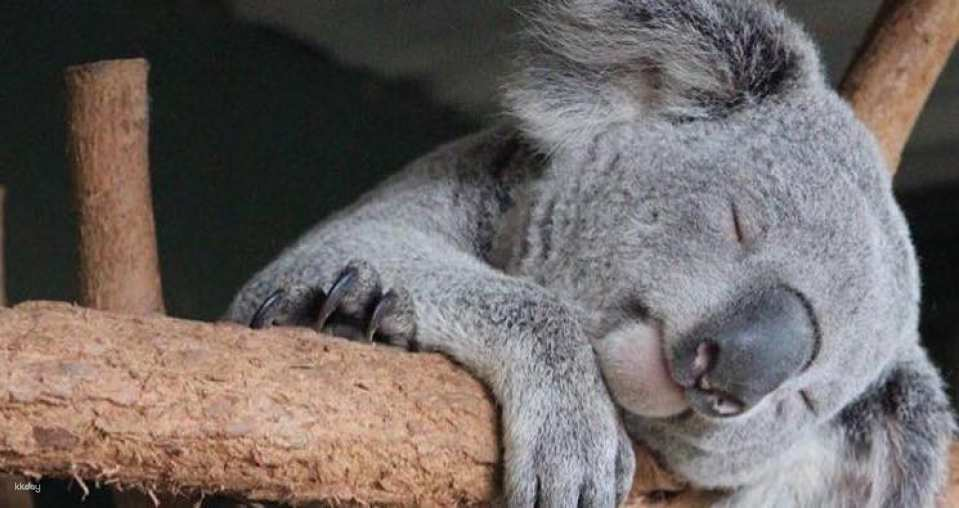 [Direct Entry] Featherdale Sydney Wildlife Park Ticket | Sydney - Photo 1 of 6