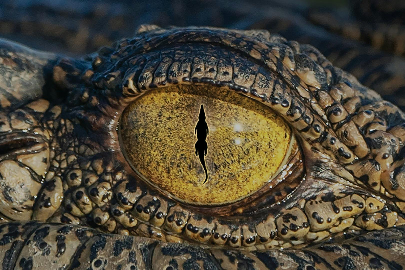 Queensland Museum Kurilpa: Croc! Lost Giants to Living Legends Exhibition Entry - Photo 1 of 6