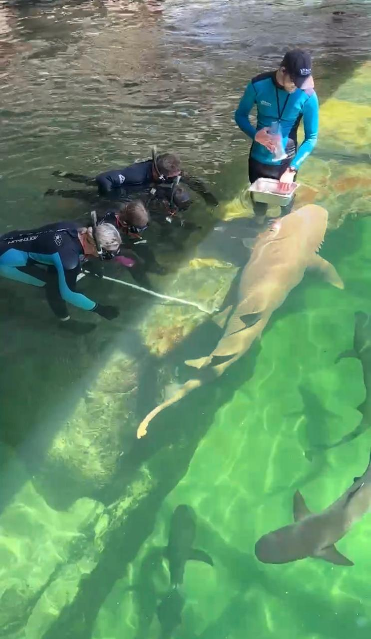 Reef Shark Encounter (ages 12+) - Photo 1 of 5