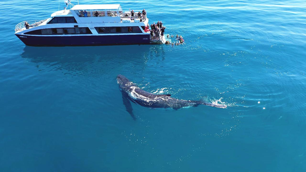 Remote K'gari and Whale Experience - Photo 1 of 8