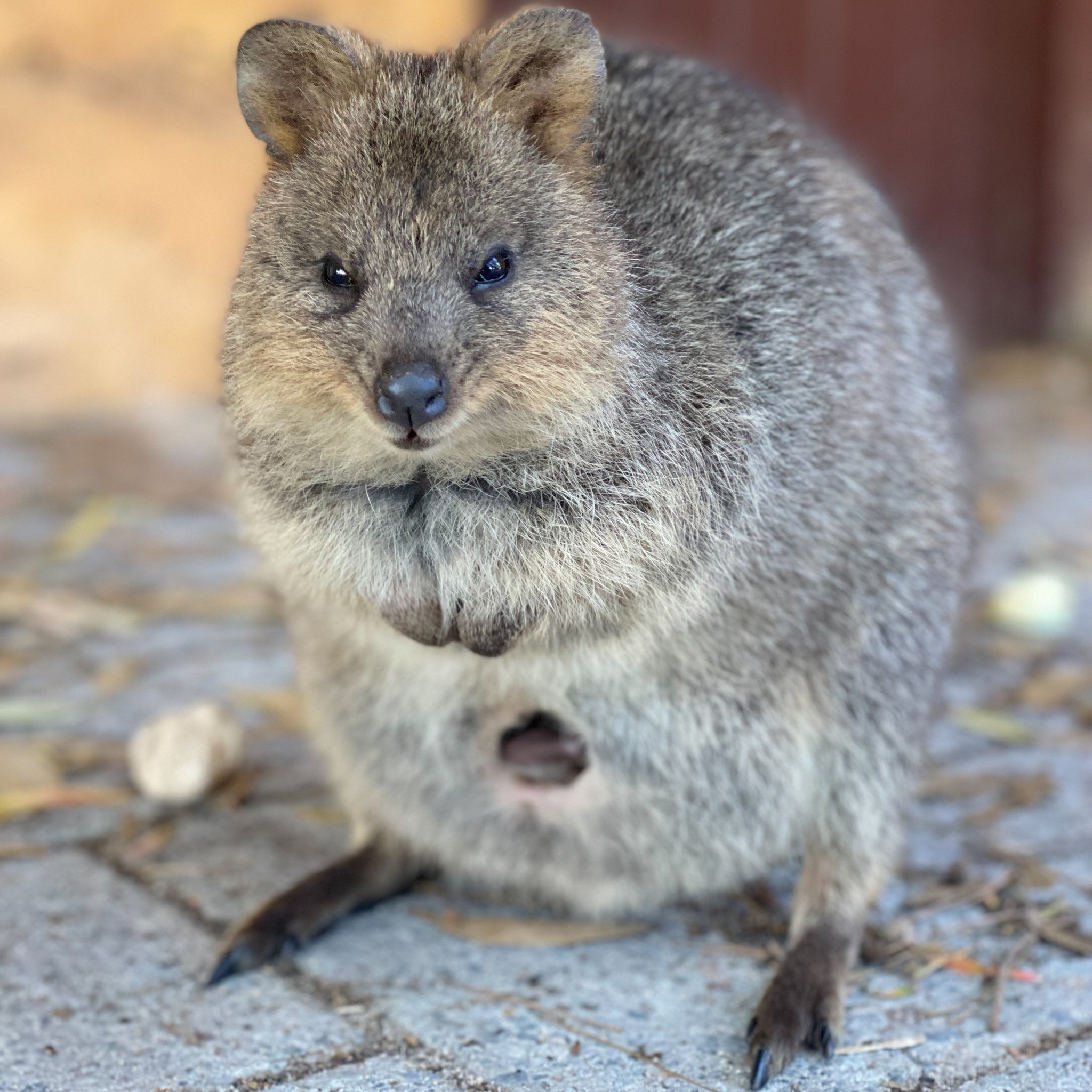 Rottnest Island Bayseeker Package - Photo 1 of 8