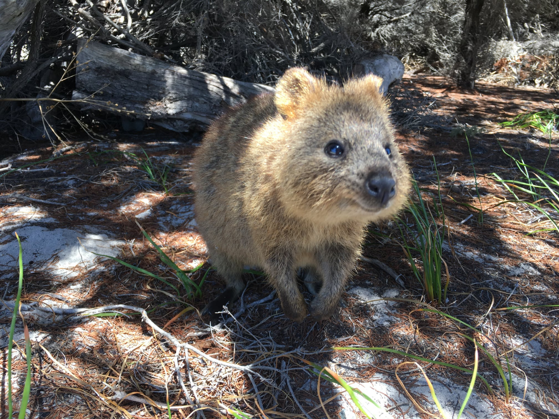 Rottnest Island Settlement Explorer Segway Package - Photo 1 of 7