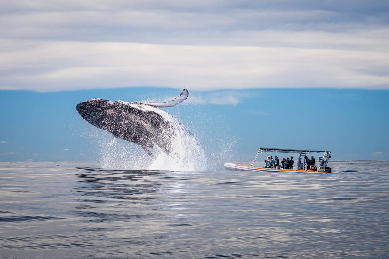 Safari-Style Whale Watching Gold Coast - Photo 1 of 7