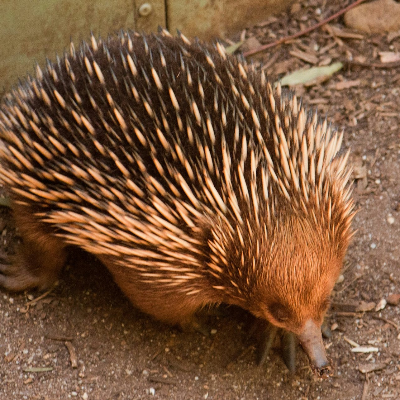 Discover unique Australian wildlife including this adorable echidna at Healesville Sanctuary. Encounter native animals and learn about their habitats during an unforgettable day in Melbourne's stunning surroundings.