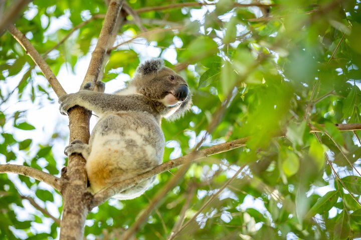 Kangaroos, Koalas & Tamborine Mountain Tour from Gold Coast - Photo 1 of 15