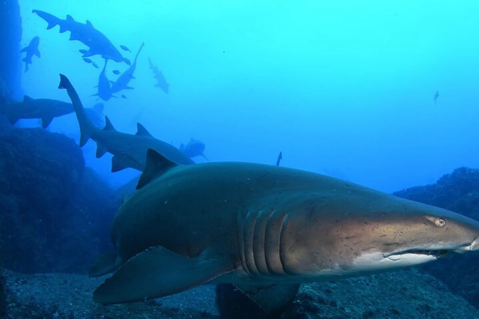 Bushrangers Bay Dive Site Guide — Shellharbour, NSW