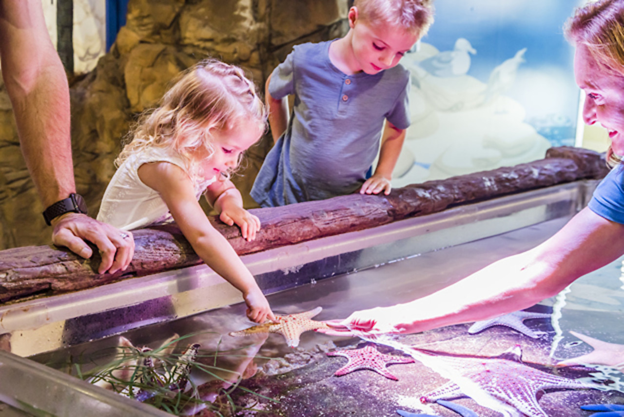 SEA LIFE Sunshine Coast Aquarium - Photo 1 of 7