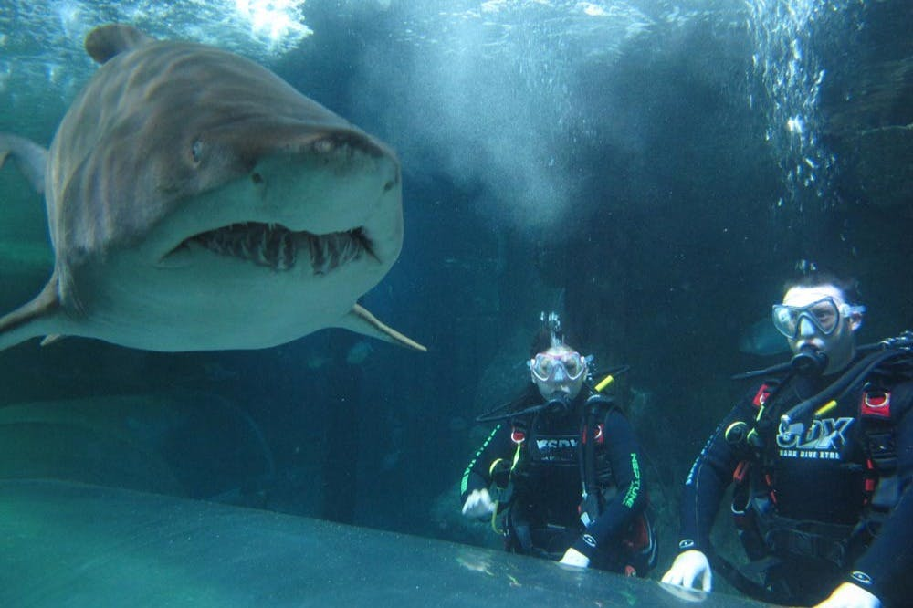 SEA LIFE Sydney Aquarium: Shark Dive Xtreme - Photo 1 of 8