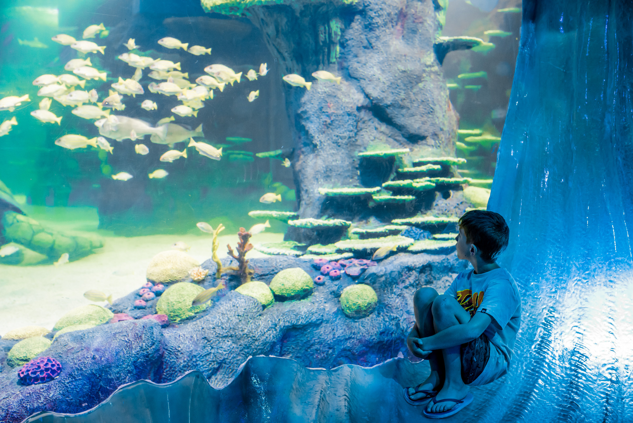 Dive into a world of marine wonder as you explore the enchanting underwater landscapes filled with colorful fish and playful creatures perfect for a family adventure at Sea Life Sydney Aquarium.