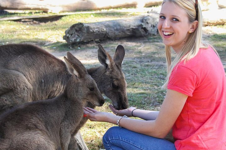 Experience close encounters with kangaroos in their natural habitat creating unforgettable memories while enjoying the scenic beauty of Mornington Peninsula and its world-class wineries.