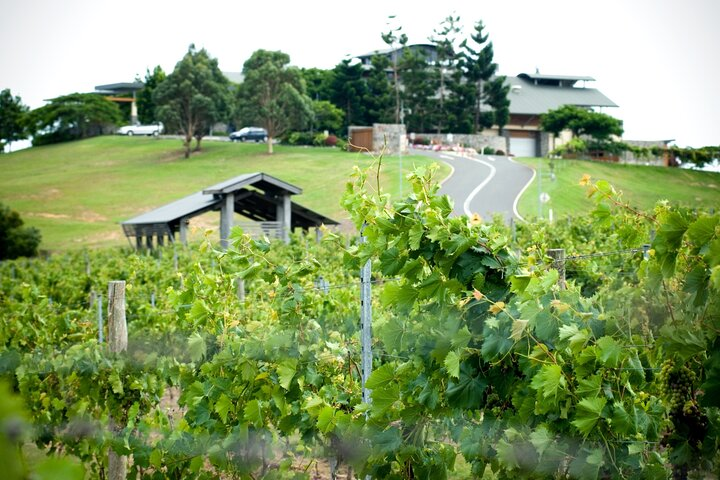 Sirromet Winery Tour and Taste and 2 Course Lunch - Photo 1 of 9