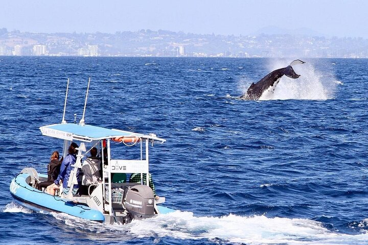 A breaching whale creates a huge splash close to our rib. 