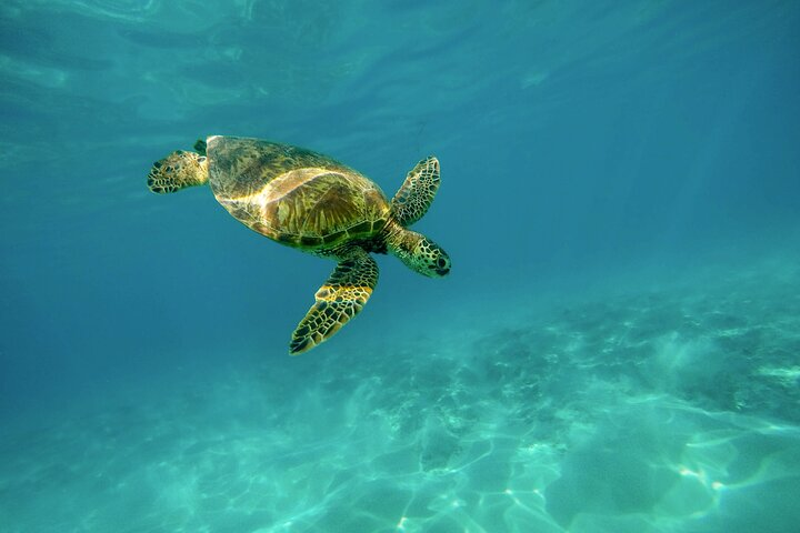 Snorkel with Turtles Gold Coast - Photo 1 of 7