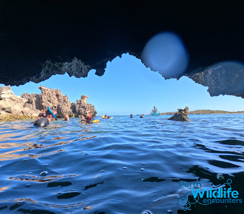 https://www.penguinisland.com.au/ - Please go to this website to book our - 3 Island Wildlife Snorkel - Photo 1 of 7