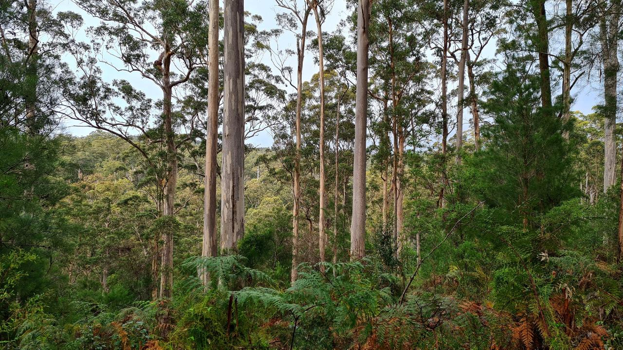 Southern Forests Weekender Experience - Photo 1 of 11