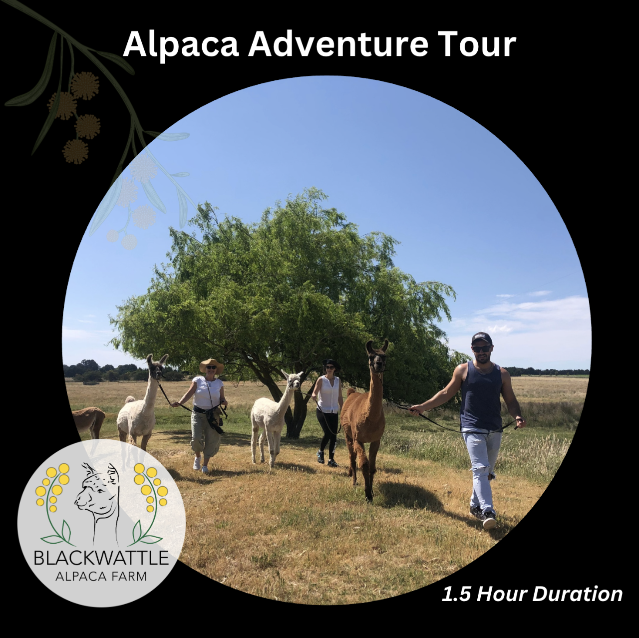Alpaca Adventure - Photo 1 of 1