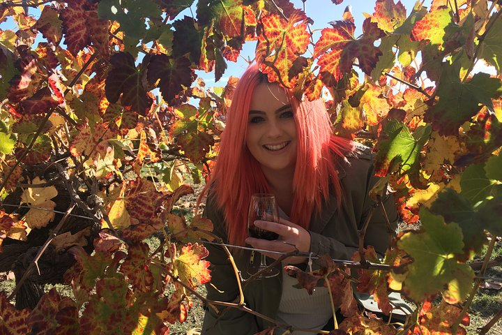 Sip premium wines among stunning vineyards relish gourmet delights and immerse yourself in the charm of Swan Valley's winery scene creating memorable experiences to cherish.