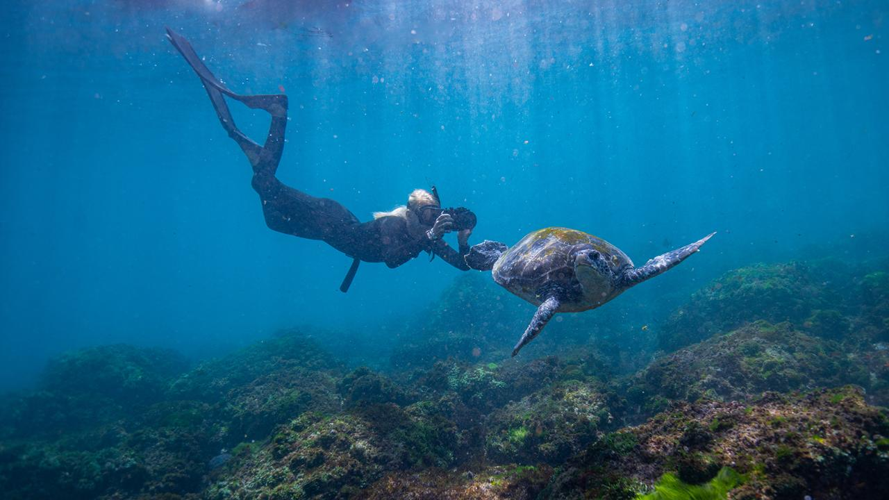 Swim with Turtles Gold Coast - Photo 1 of 11