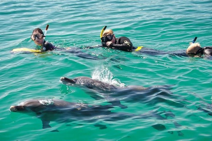 Experience the joy of swimming alongside playful dolphins in crystal-clear waters surrounded by stunning landscapes and the serene beauty of Rockingham's sheltered bays.