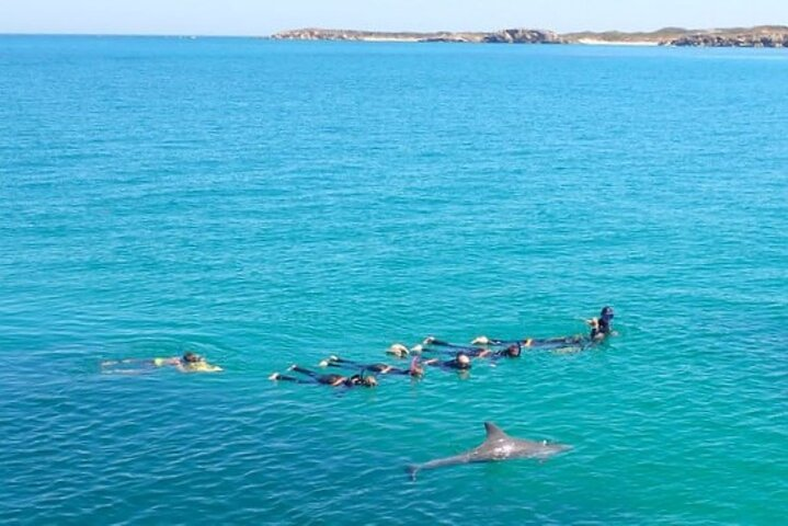 Swim with Wild Dolphins Day Tour - Photo 1 of 11