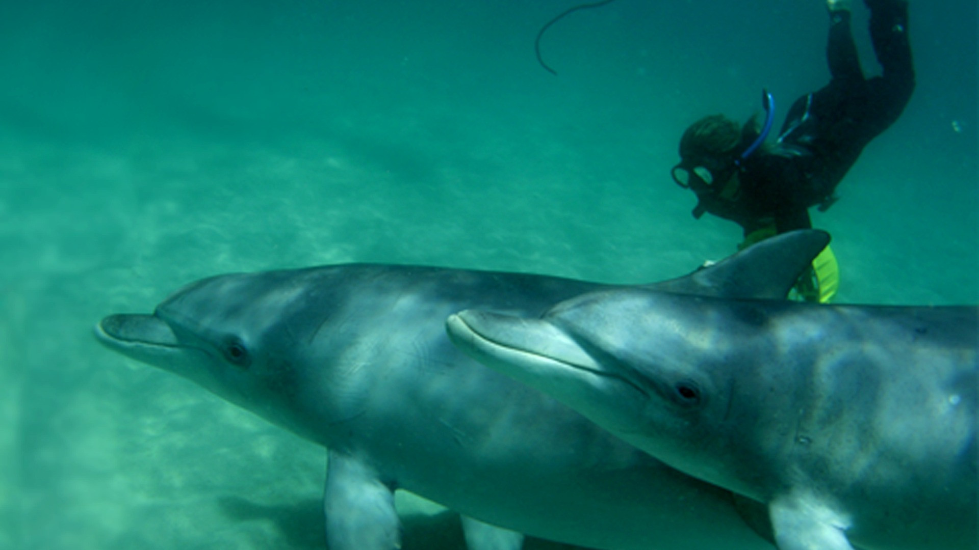 Swim with Wild Dolphins from Rockingham - Photo 1 of 5