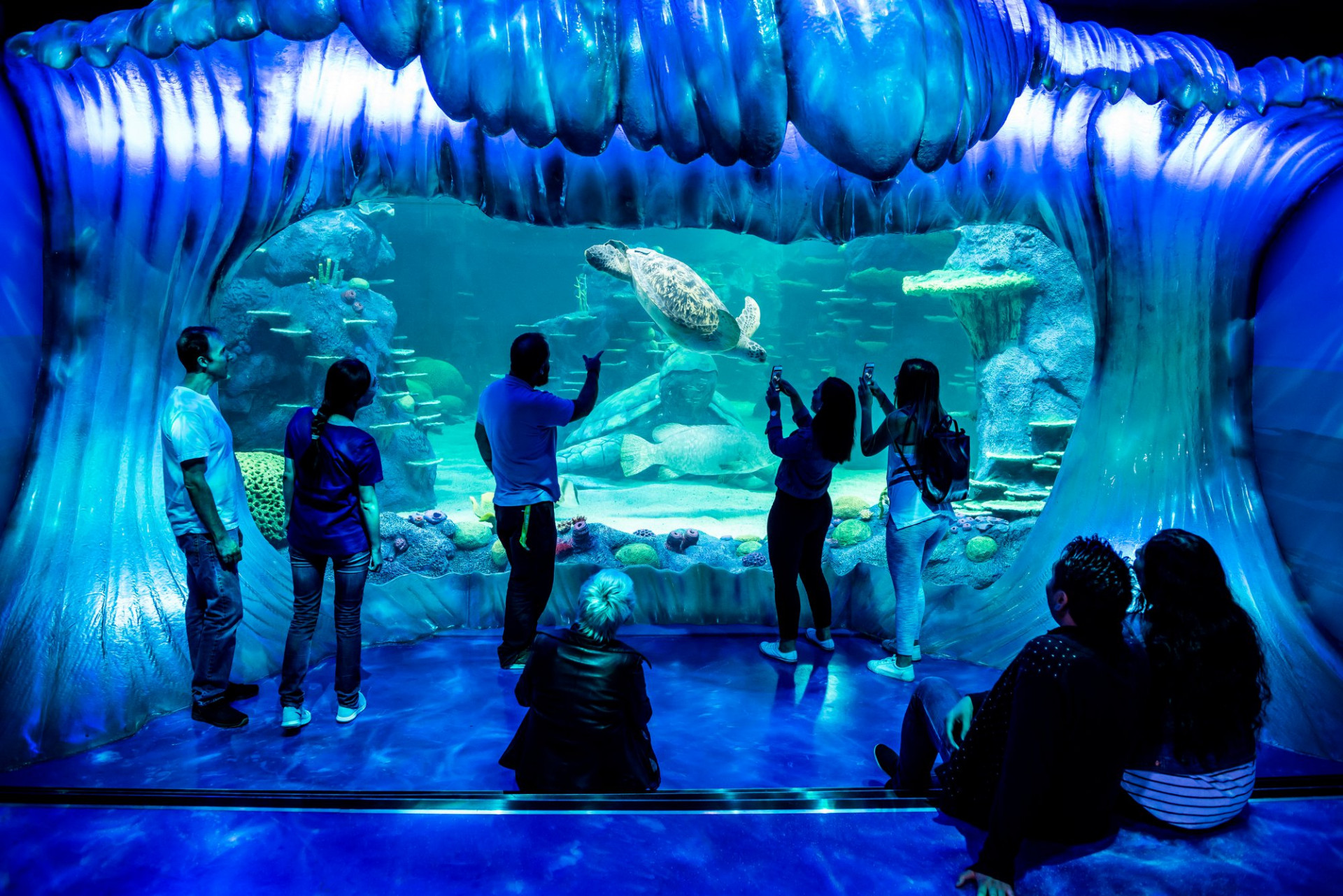 Immerse yourself in the underwater world at SEA LIFE Sydney Aquarium where diverse marine life awaits. Experience close encounters with majestic turtles and vibrant aquatic environments.