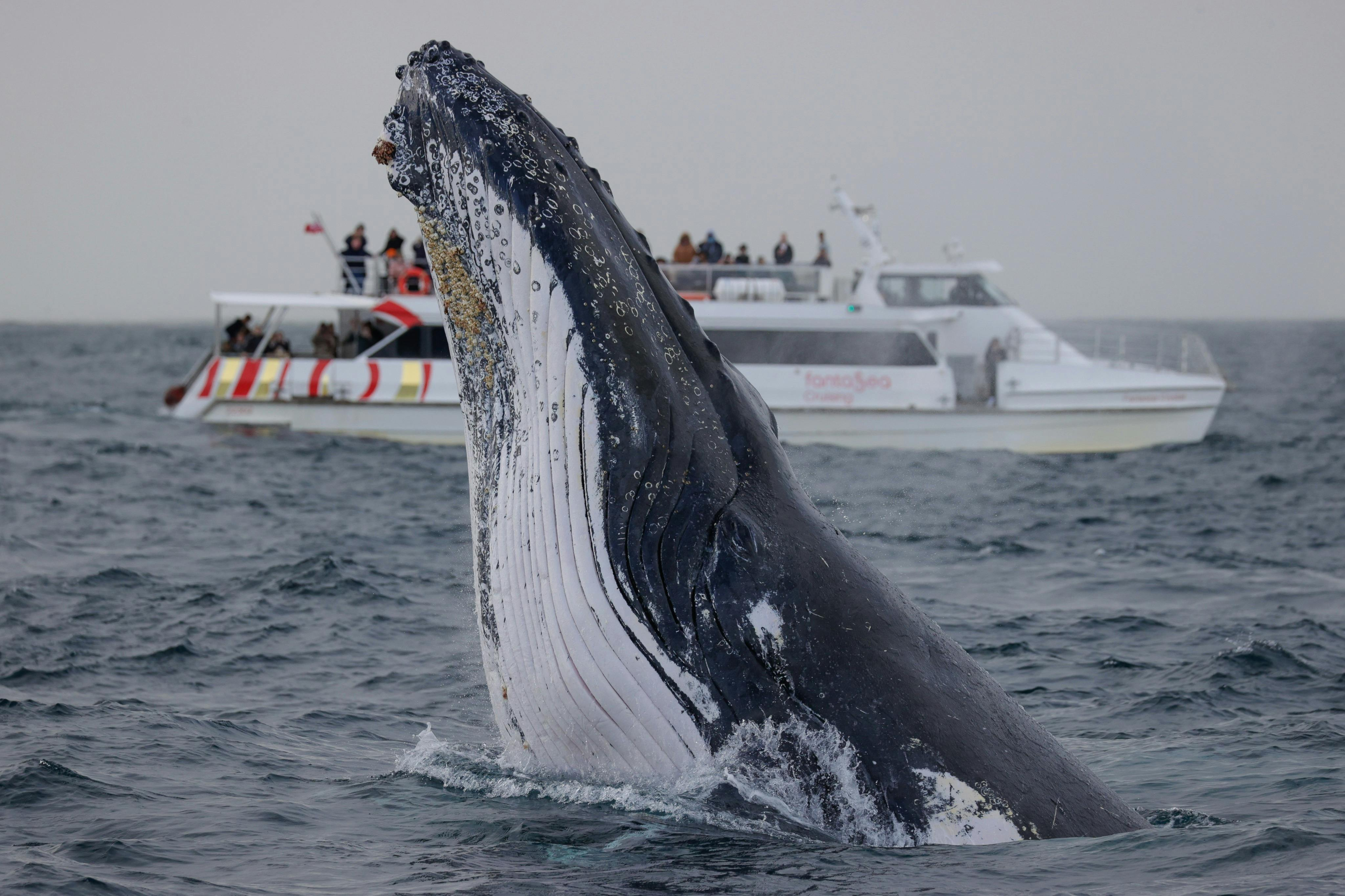 Sydney Harbour: 2-Hour Whale Watching Express Cruise - Photo 1 of 8